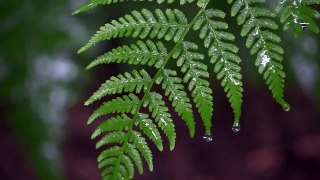 Green Leaf & Rain 1 Video Background HD 1080p