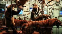 American Museum of Natural History|american museum of natural history tripadvisor,