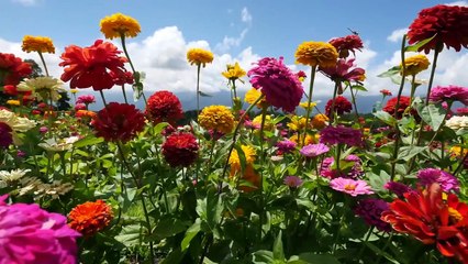 Flowers 85 Video Background HD 1080p