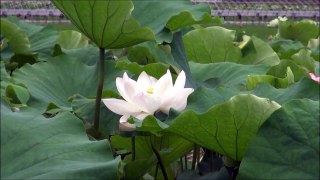 Lotus Flower 25 Video Background HD 1080p