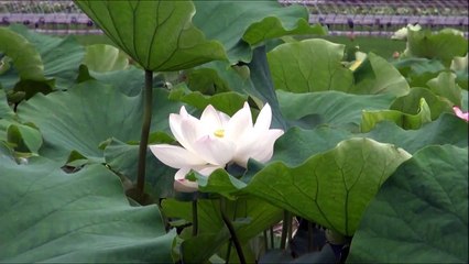 Lotus Flower 25 Video Background HD 1080p