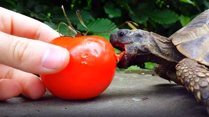 Kaplumbağa Domates Yedi