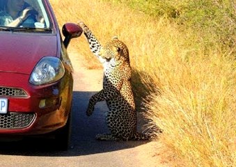 Leopar Arabaya Kafayı Taktı