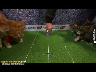 Yavru Kediler Arası Ragbi Müsabakası