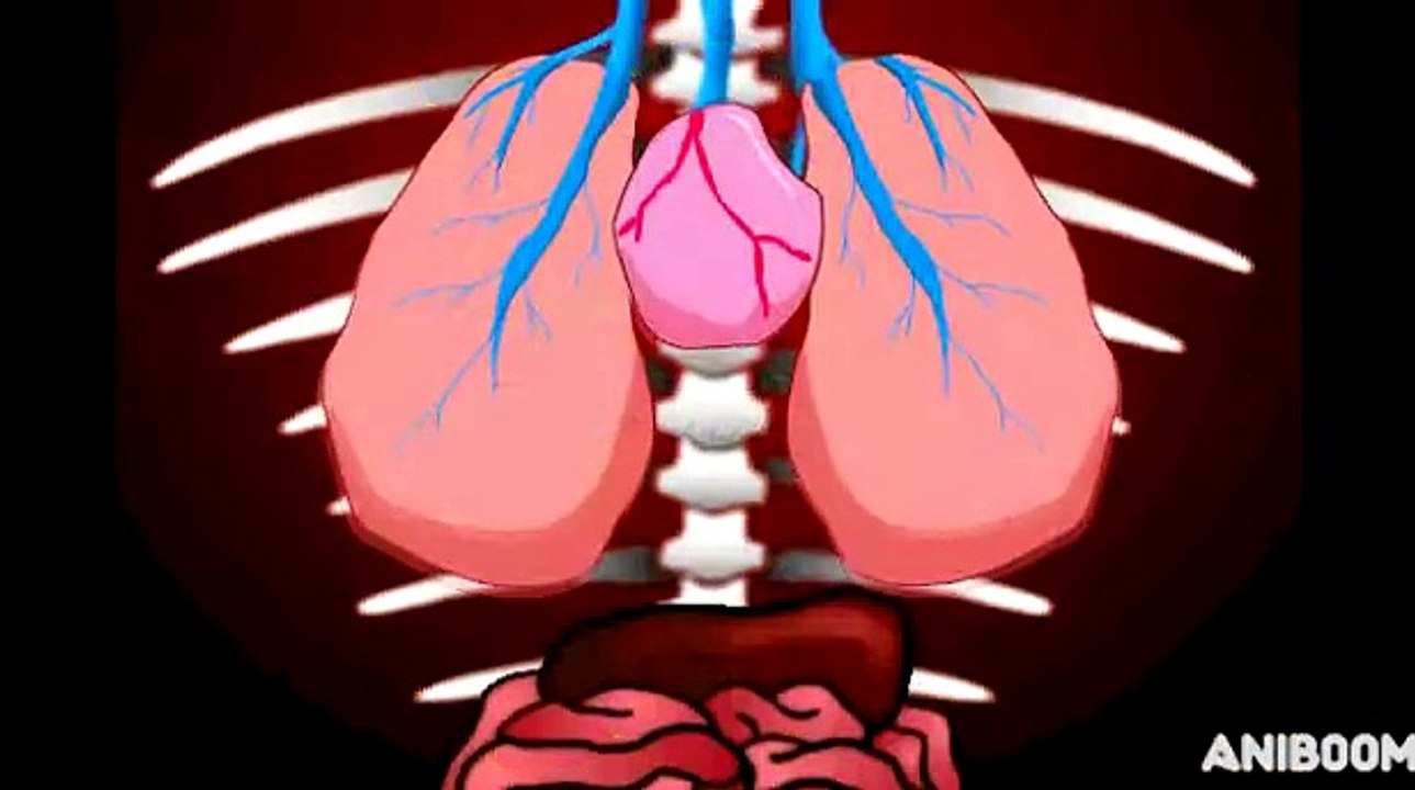 Animated parody of House- MD by Toonsmyth Productions - Funny Animation