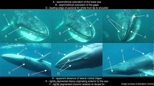 La Baleine la plus Rare du monde filmée par des Océanologues