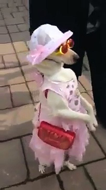 Mrs world's catwalk