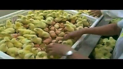 AMAZING CHICKENS FACTORY,MOST VIEWED,POPULAR