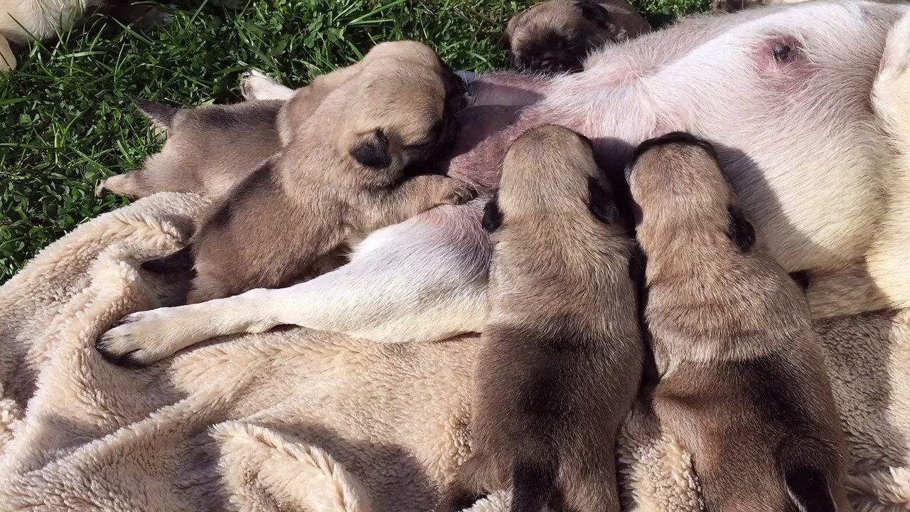 chiots carlins au bar