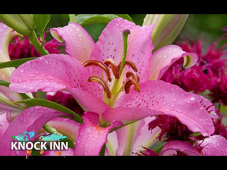 Unseen Pictures Of Natural Beauty, Rare And Beautiful Flowers Never Seen Before