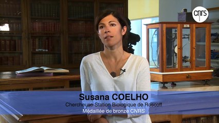 Susana Coelho, chercheuse, Station biologique de Roscoff
