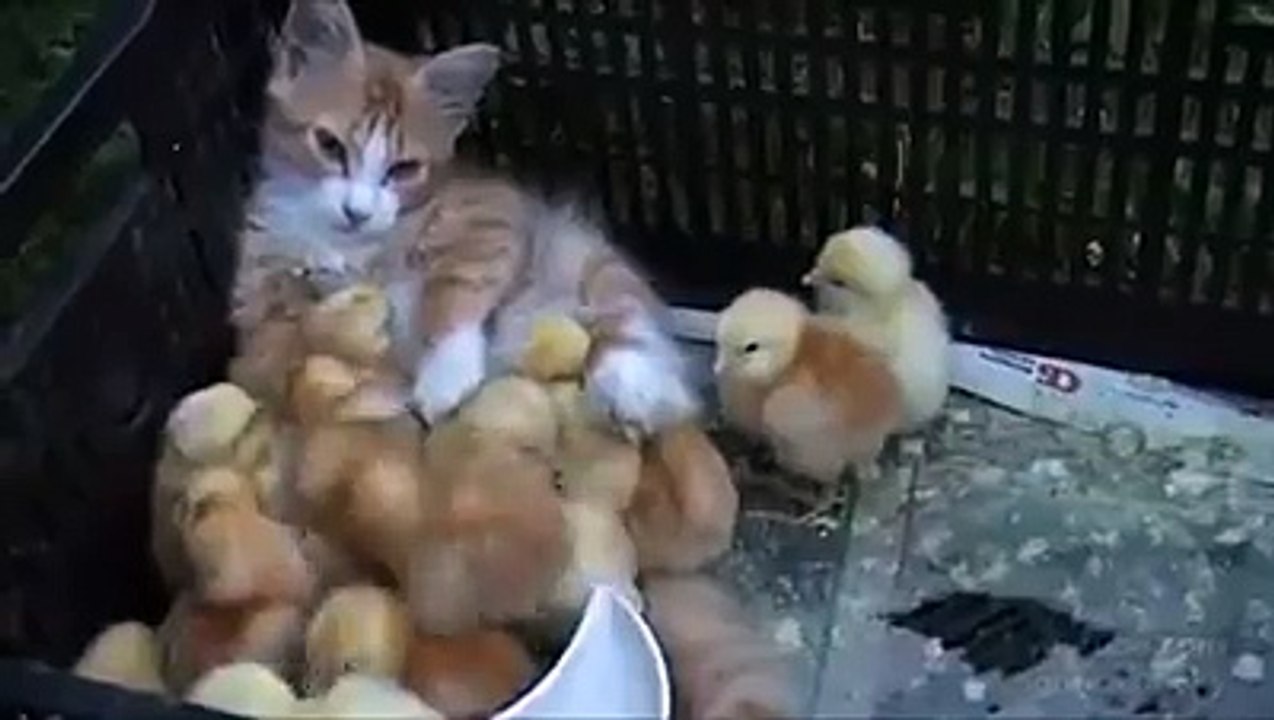 WARNING Video May Melt Your Heart