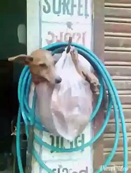 Dog Hanging in a Plastic Bag