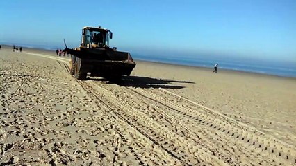 Dix petites baleines s'échouent sur la plage de Calais
