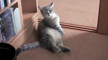 This Cutest Cat Begging will melt your heart