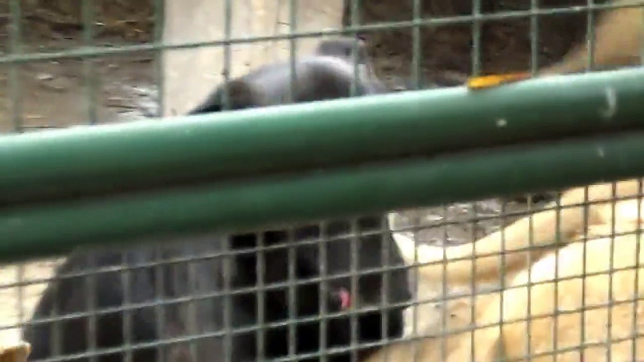 Un chien dans une cage avec des lions