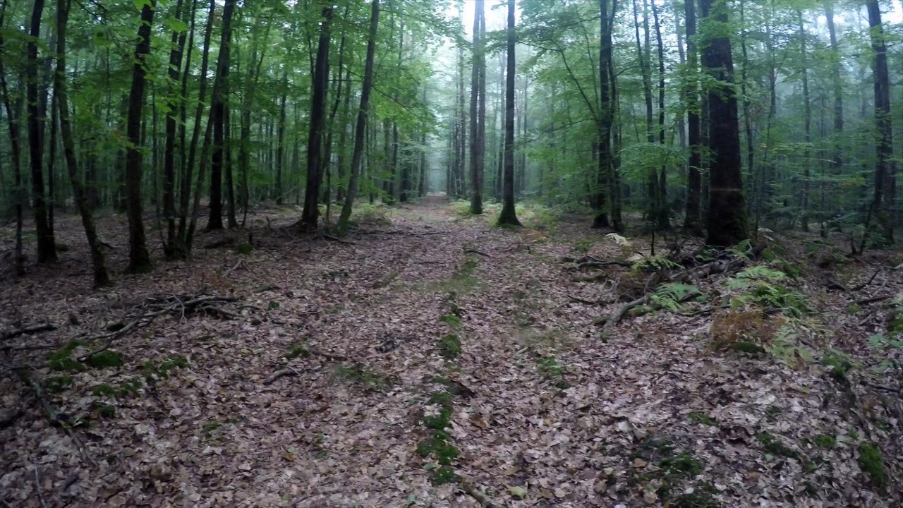 Test forêt...