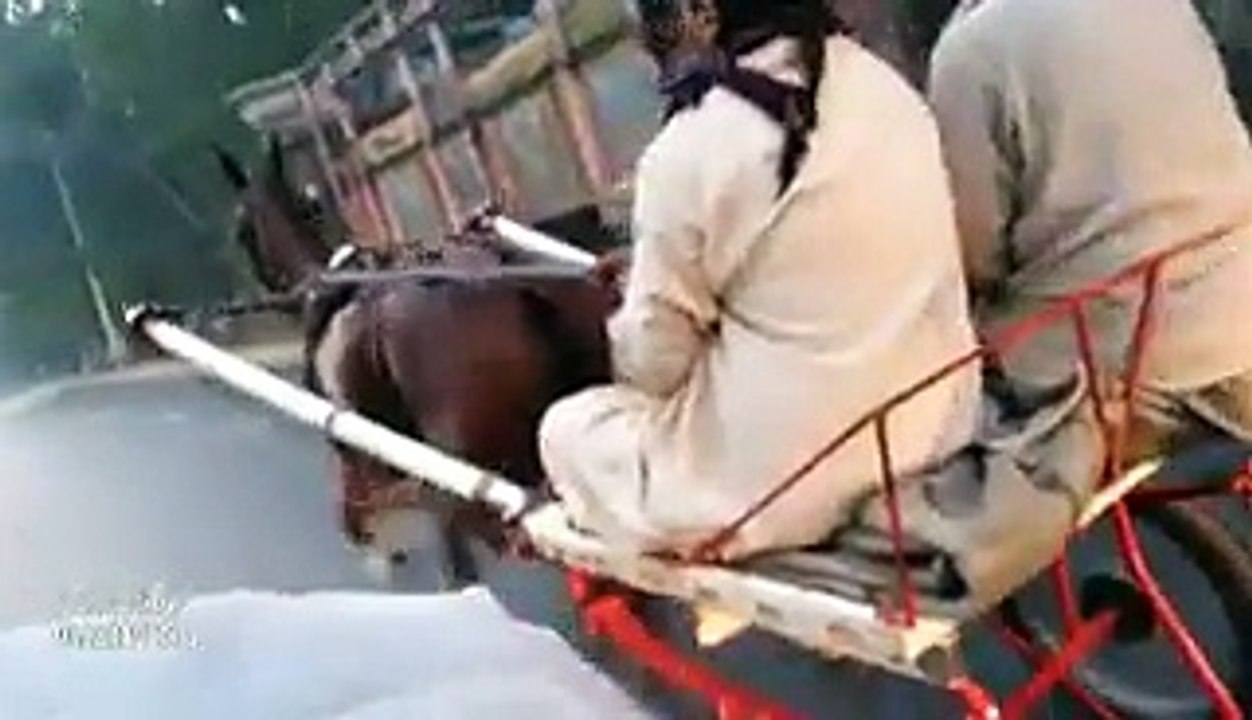 the queen of pakistan...naseeban wali ghori from lahore.... talla ustad is riding..