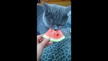 Cute Russian kitty eats watermelon