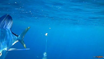 Ocio y Pesca & LifeTV - Especial Currican Mediterráneo