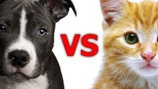 Funny comparison between dogs and cats Funny animal compilation