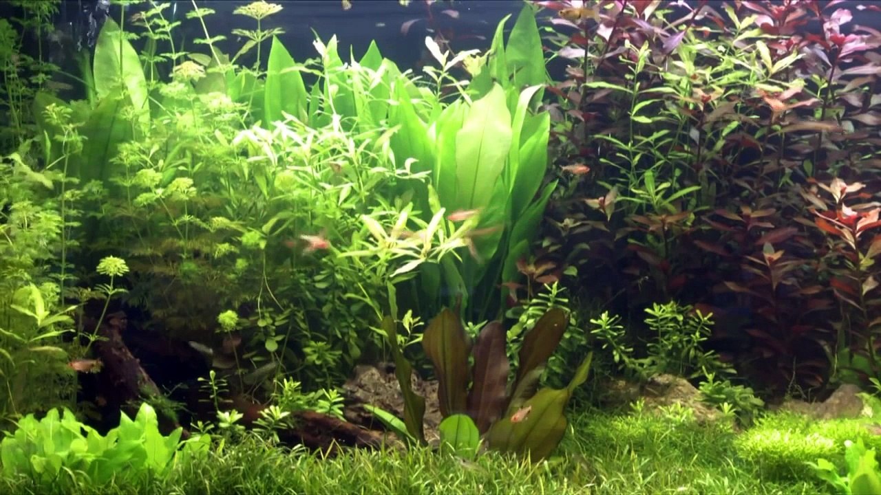 Aquarium in HD