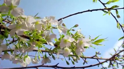 Planète Terre. Paysage de nature étonnante 1080p HD