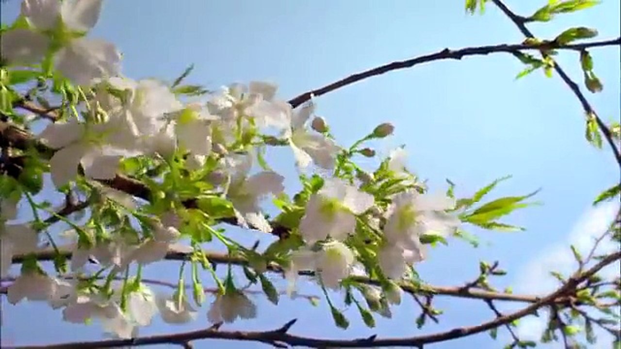 Planète Terre. Paysage de nature étonnante 1080p HD