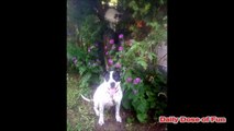 Funny Photobombing Pets (Cats/Dogs Photobom Compilation) DDOF