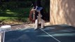 Un chien joue au ping-pong