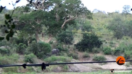Baby Elephant Falls and Rolls Down a Hill