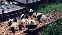 Panda Bear - A Funny Panda And Cute Panda Videos Compilation || NEW HD
