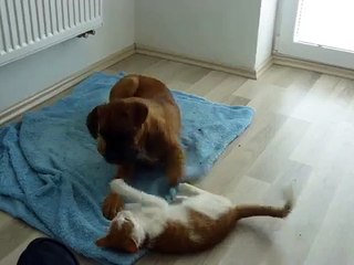 boxer dog Alex playing with cat  Laugh your heart