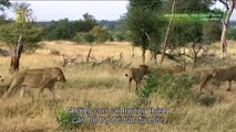 Discovery wild animals The Lion Army Discovery channel documentary films HD