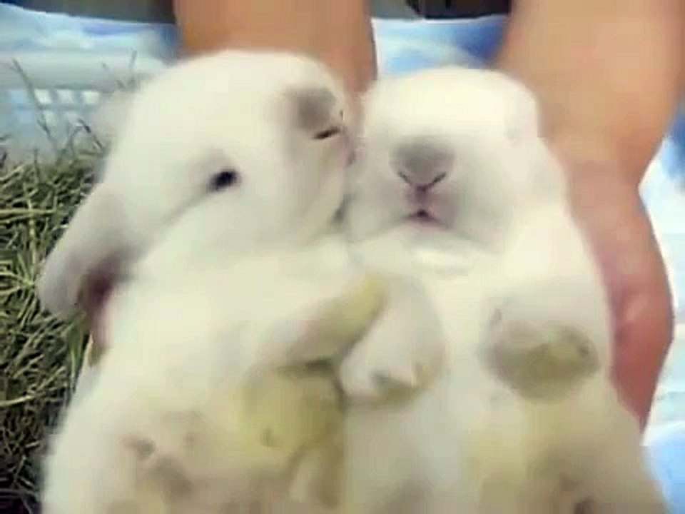 Это самое милое видео на планете