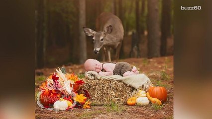 Deer photobombs newborn's forest photo shoot