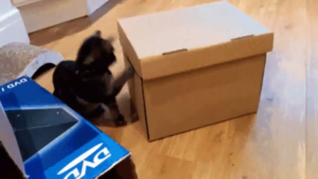 Самые Смешные Кошки коты котята!