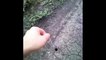 Украина ловим тарантула на пластилин Ukraine tarantula