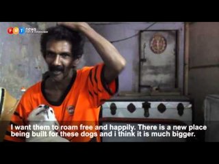 Man devotes life to saving dogs