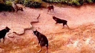 Dog vs Cobra Snake Fight , Dogs Attack King Cobra
