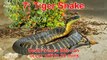 Top 10 Most Deadliest and Venomous Snakes in the World - Most Dangerous and Poisonous Snake Ever