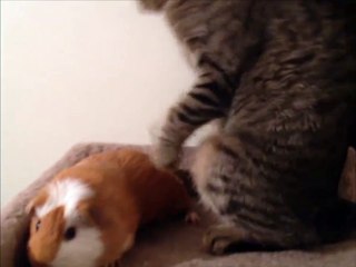 Cat Doesn't Want To Share His Bed