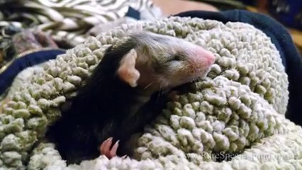 Dog Adopts Baby Opossum - Animal Friendship