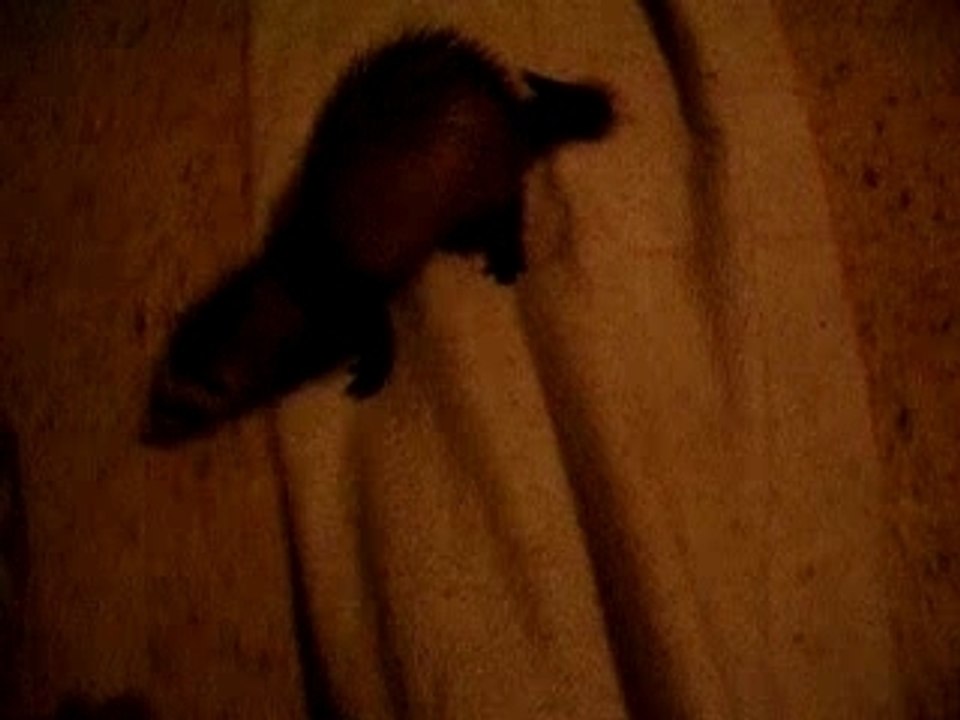 Tapis mouvant video