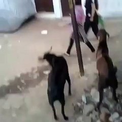 Goat hits a girl badly !