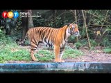 Provoked and distracted Tiger at National Zoo