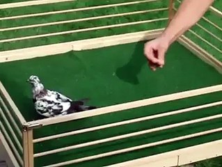 Amazing Pigeon Double Back Flip