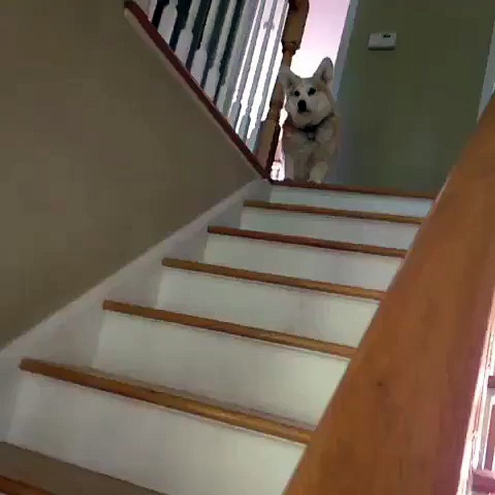Short legs + stairs.