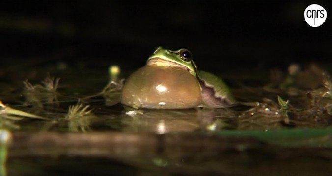 Le mystère d'Hypsiboas boans