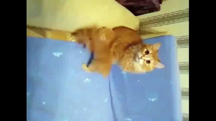 Katze vs Baby Katze Babykatze